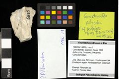 Foto (Objekt + Etiketten) von Goniodromites polyodon (Reuss, 1858) 
